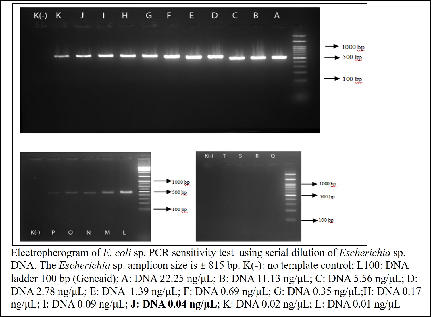 Electropherogram of E. coli sp. PCR sensitivity test  using serial dilution of Escherichia sp. DNA. The Escherichia sp. amplicon size is ± 815 bp. K(-): no template control; L100: DNA ladder 100 bp (Geneaid); A: DNA 22.25 ng/μL; B: DNA 11.13 ng/μL; C: DNA 5.56 ng/μL; D: DNA 2.78 ng/μL; E: DNA  1.39 ng/μL; F: DNA 0.69 ng/μL; G: DNA 0.35 ng/μL;H: DNA 0.17 ng/μL; I: DNA 0.09 ng/μL; J: DNA 0.04 ng/μL; K: DNA 0.02 ng/μL; L: DNA 0.01 ng/μL